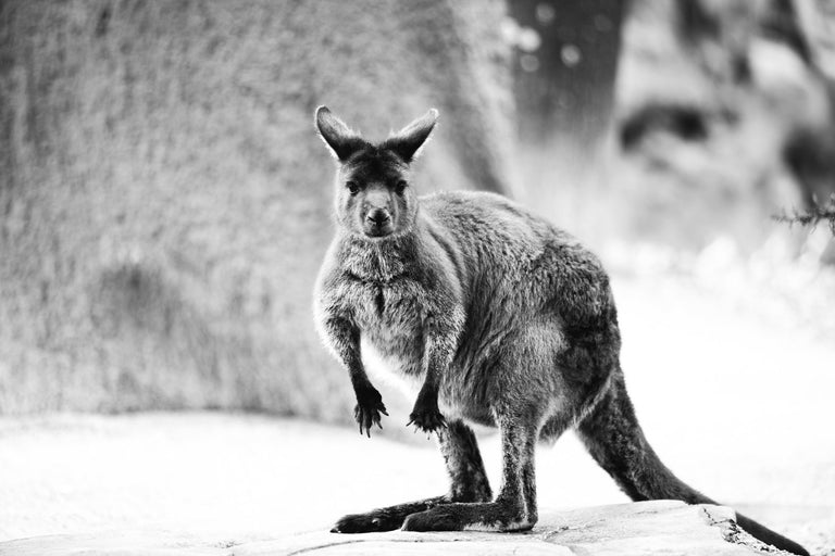 OBEY IN AUSTRALIA RECAP